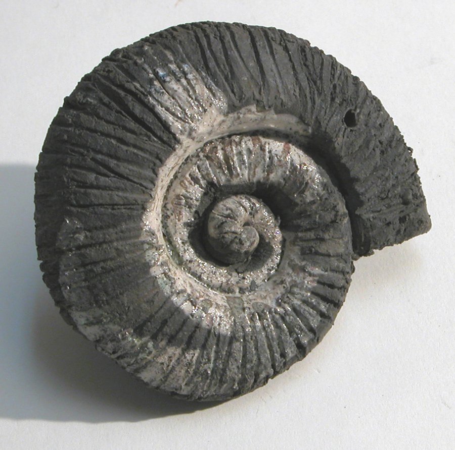 ammonite.jpg