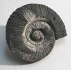 ammonite_small.jpg